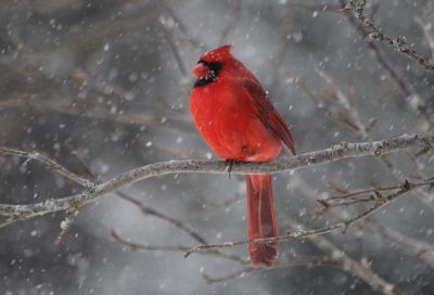 male red cardinal  by michael hopkins